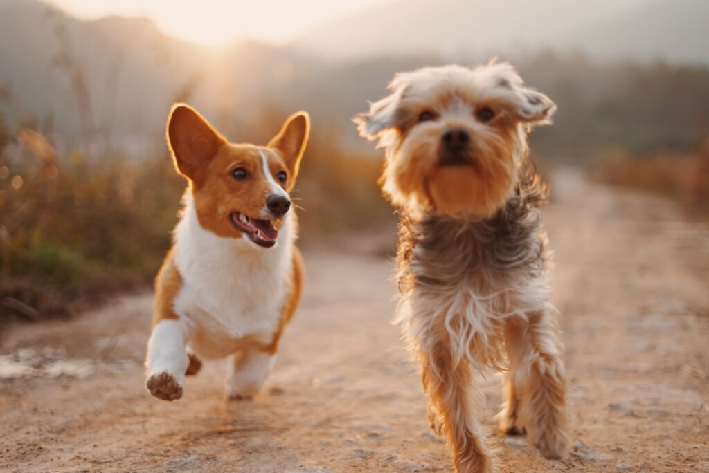 Dog-Friendly Hiking Trails: Exploring the Great Outdoors with Your Furry Friend