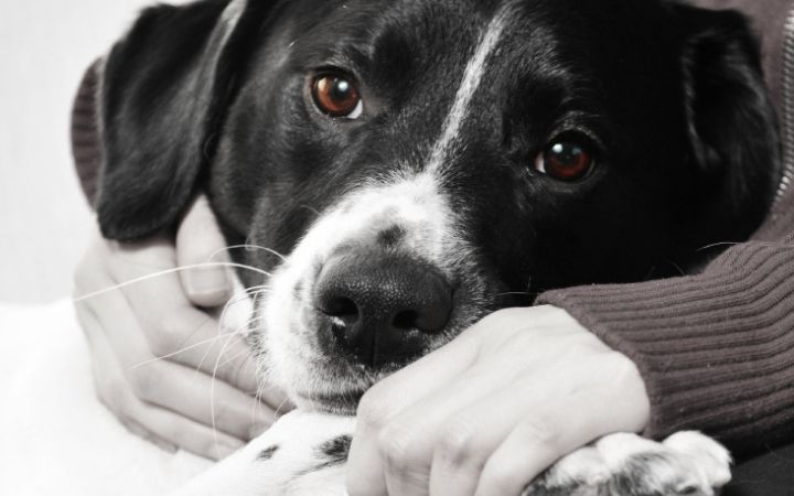 Adopting a rescue pet: Giving a second chance and providing a forever home.