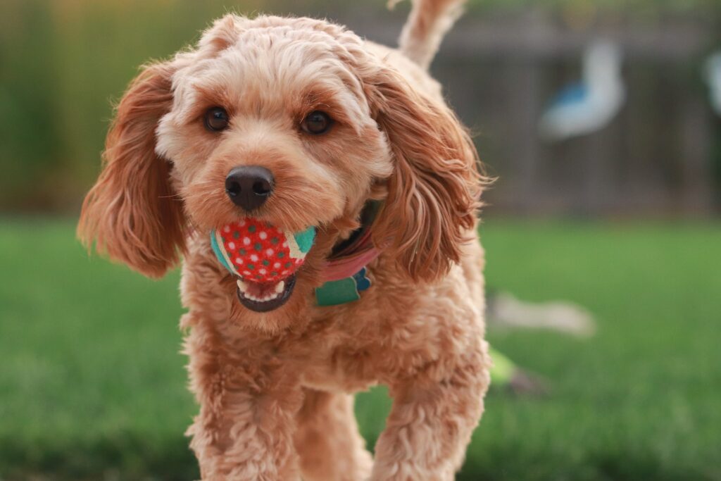 Unleashing Joy: The Ultimate Guide to the Best Toys for Energetic Dogs