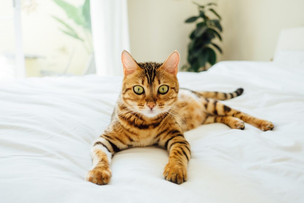 Kitten-Proofing Your Home: Creating a Purrfectly Safe Haven for Your Furry Friend!